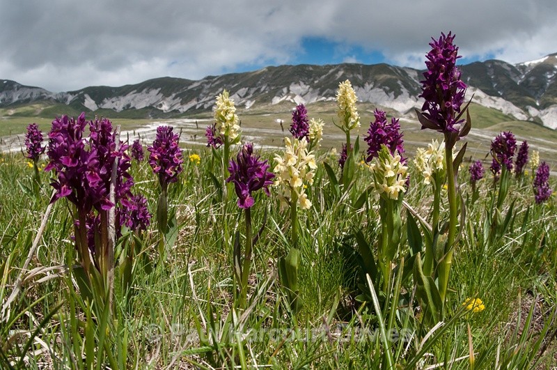  - Plants: wide-angle