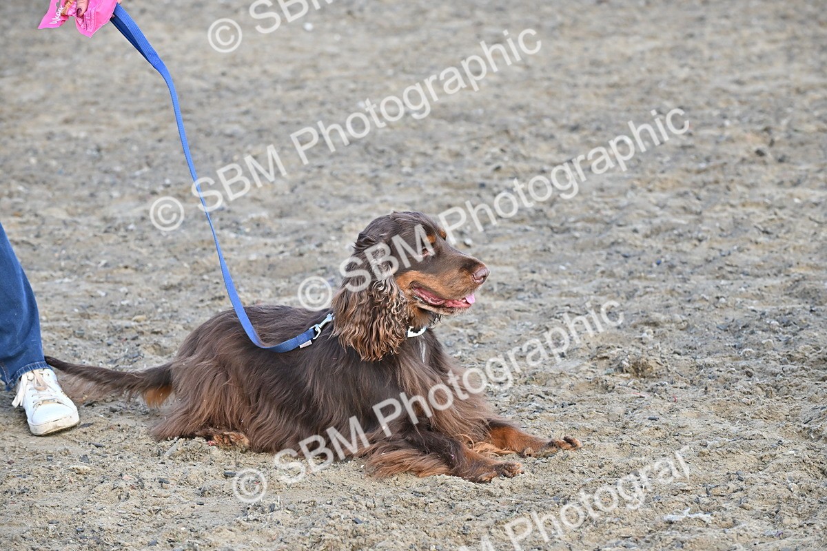 SBM_09512 - Lorry Dogs