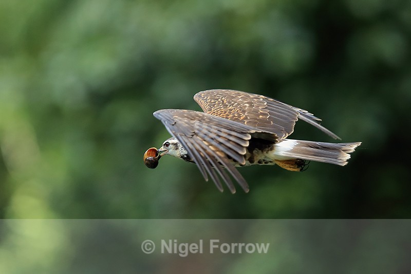 Snail Kite (immature) flying, Panama - Snail Kite