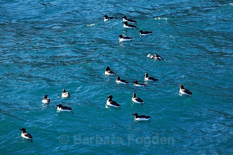 Guillemots 9286 - Summer time