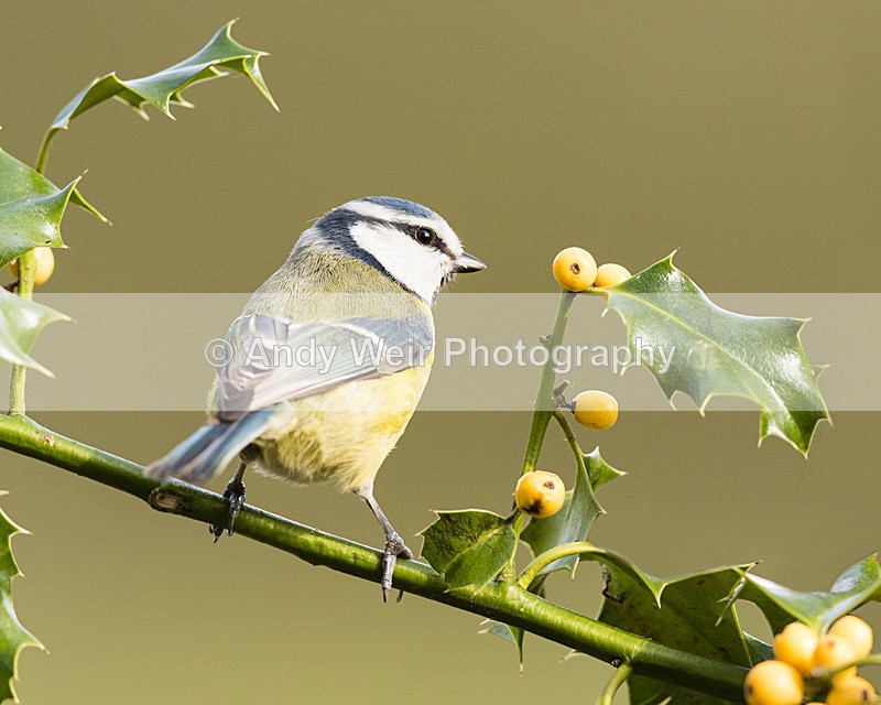 20160227-8E0A2060-4094-4095 - Blue Tit