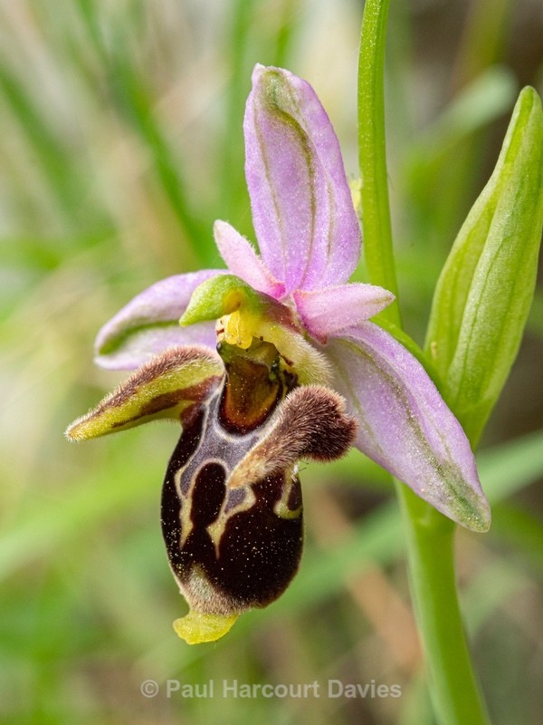 Horned Ophrys (Ophrys cornuta syn O. scolopax ssp cornuta) also  known as O.oestrifrea ssp montis-leonis  - Gargano - Wild Orchids