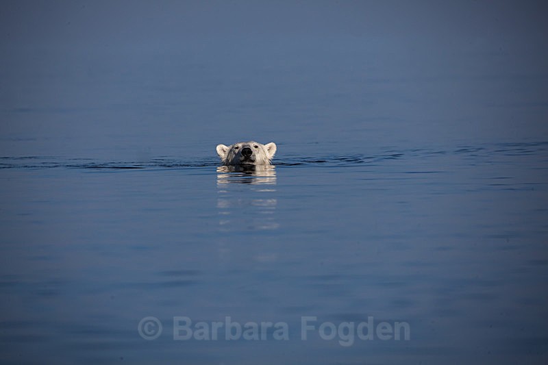 Polar bear  7739 - Trip with MS Expedition August 2016