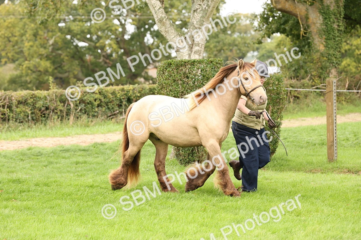 SBM_59291 - S57 - Traditional Cob In Hand