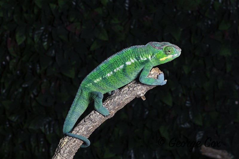 Panther Chameleon - Macro day with Chameleon Photography