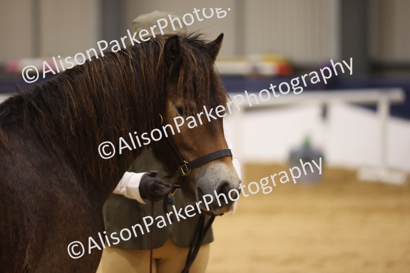 20260913-1056 - Class 109 - Bred On Exmoor In Hand