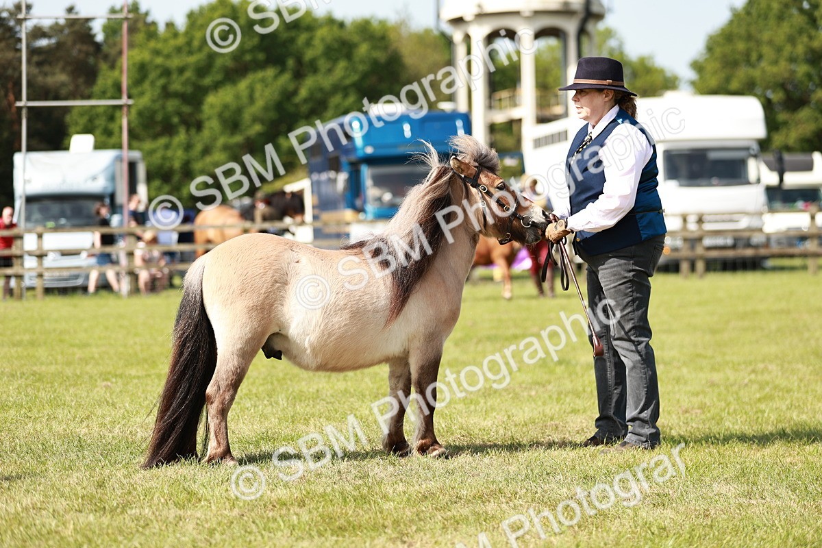 SBM_01773 - Class 14-23 - Mountain & Moorland In Hand Non Welsh