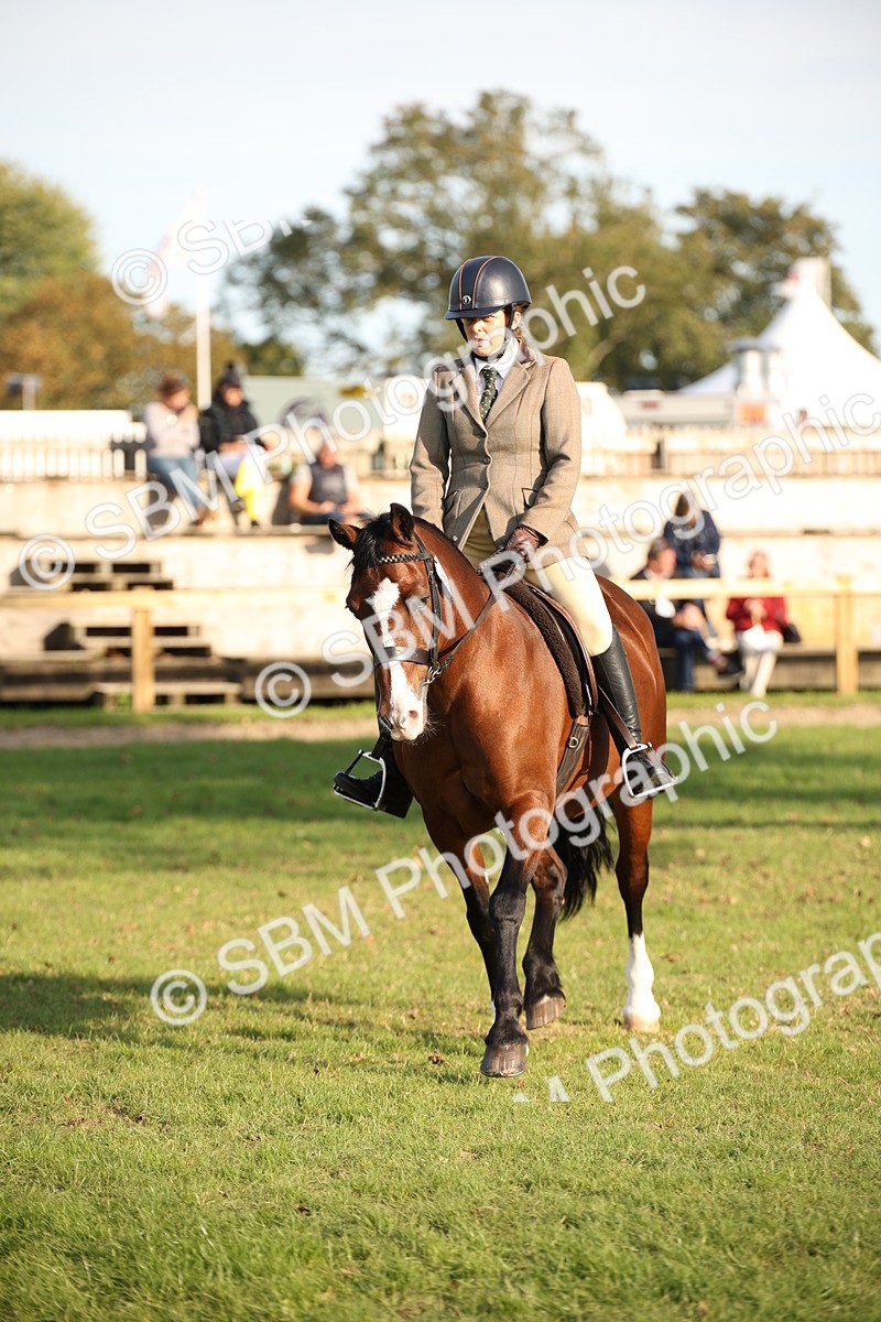 SBM_54323 - S27 - Mature Veteran - Ridden