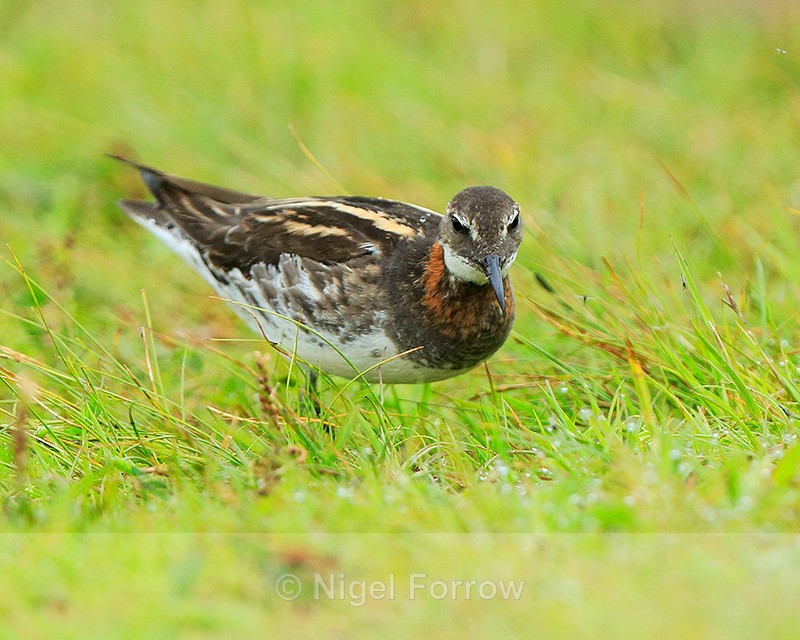 Red-necked Phalarope (male) looking for insects, Iceland - Red-necked Phalarope