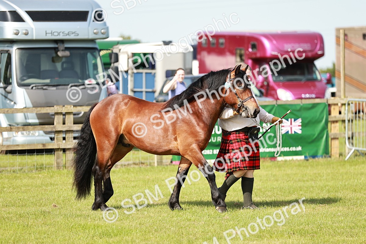 SBM_01592 - Class 14-23 - Mountain & Moorland In Hand Non Welsh