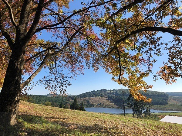 Blueberry Heights, Lake View, SA - LANDSCAPES & TREES