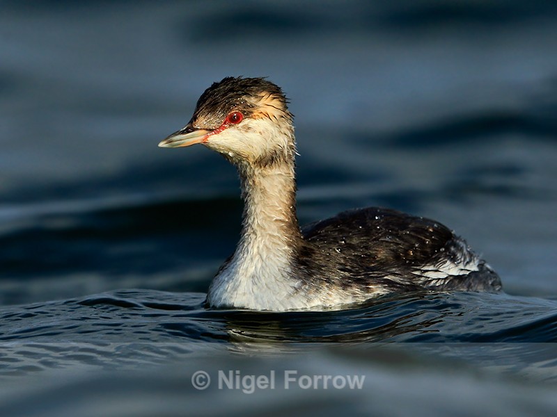 Slavonian Grebe on Farmoor 2 - Slavonian Grebe