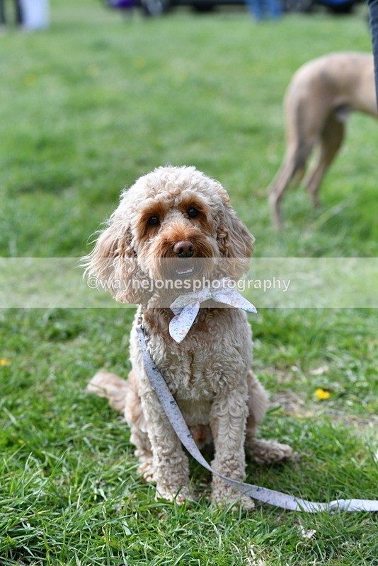 WJ5_9765 - Class 3 Most Handsome Dog