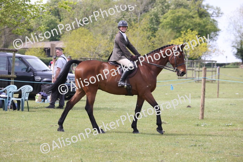 20260426-4300 - Class 34 - Best Riding Horse Over 14.2hh