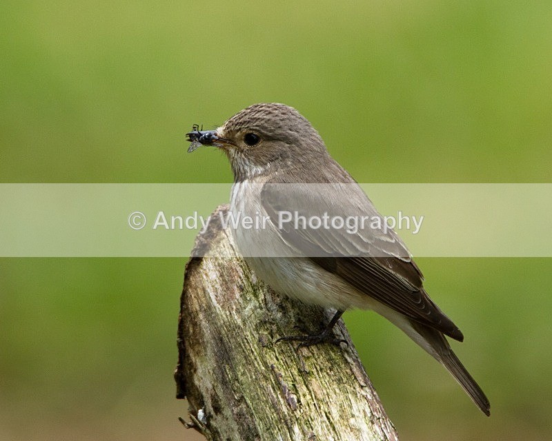 20110613-IMG_5703 - Flycatchers
