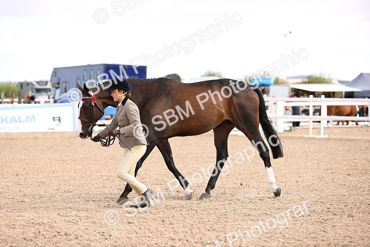 SBM_11542 - Class 407 - IH Hack-Riding Horse
