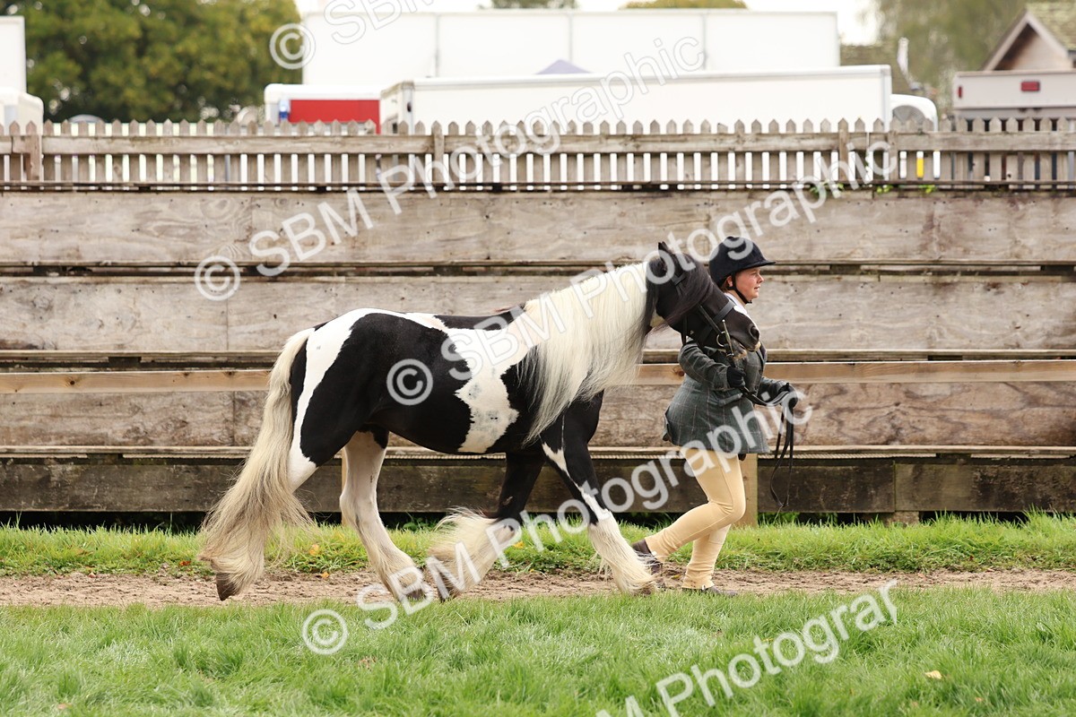 SBM_59861 - S36 - Rehabiliated Rescue Horse & Pony In Hand & Ridden
