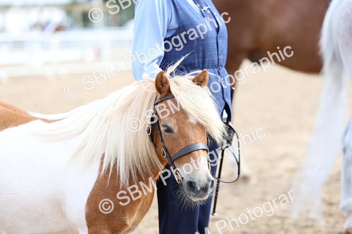 SBM_01864 - Class 18 - Handsomest Gelding - IH or Ridden