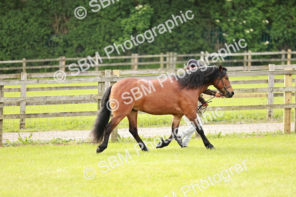 SBM_00433 - Class 14-23 - Mountain & Moorland In Hand Non Welsh