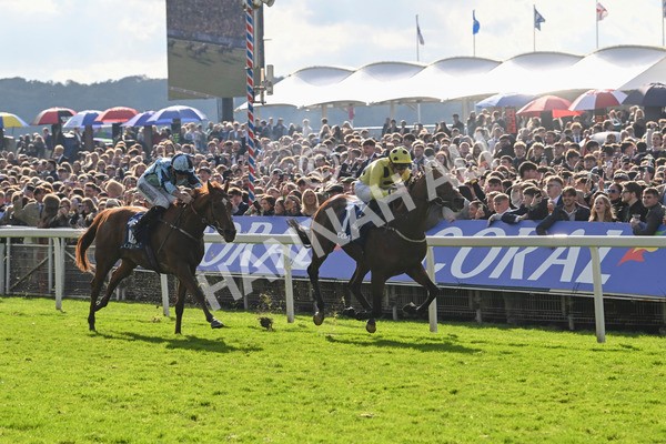 121024-Race 2-Bolster-2783 - Race 2 2.05pm Coral Daily Rewards Shaker Handicap
