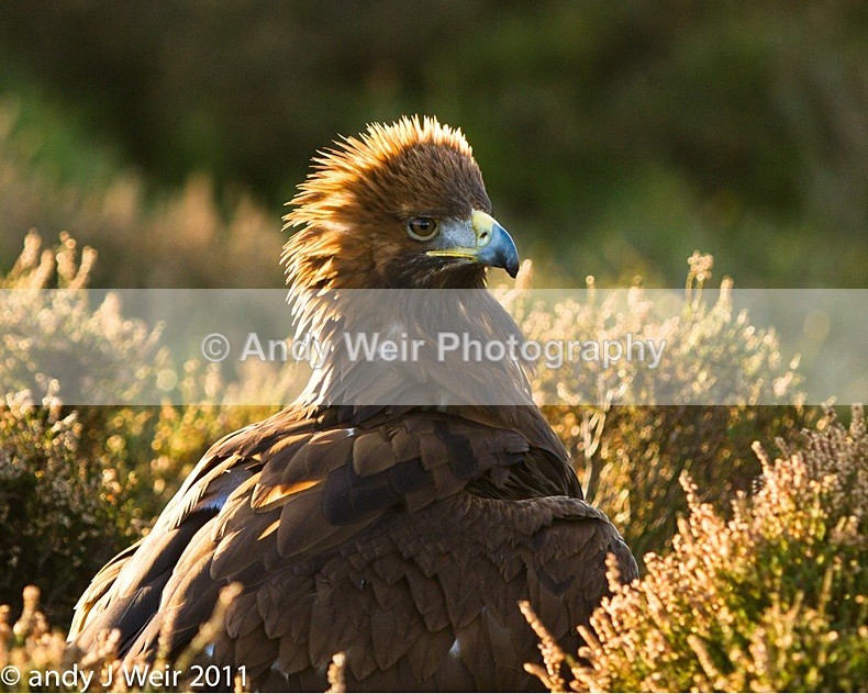  - Golden Eagle