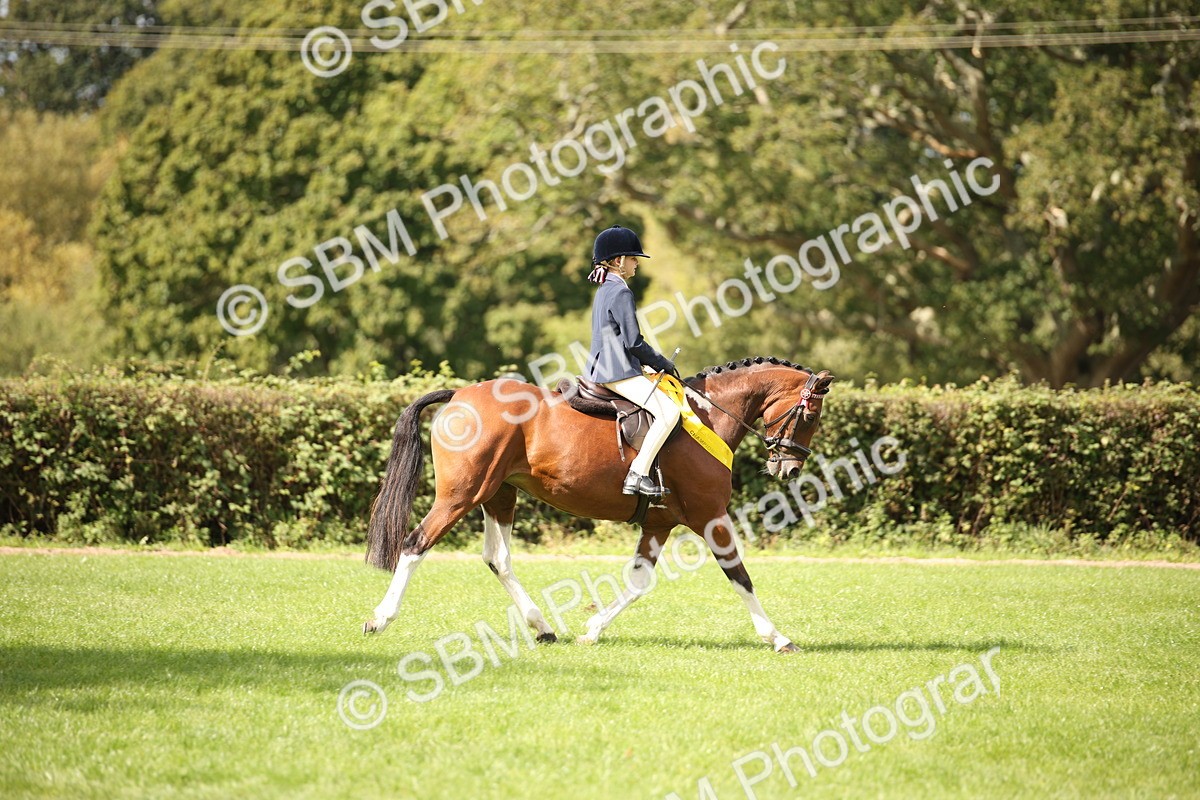 SBM_42398 - S13 - Pony Club Pony