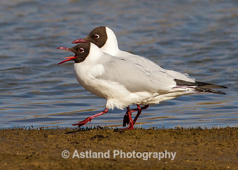 Astland Photography, Bird and Wildlife Images, Susan and Peter Wilson, U.K.
