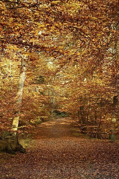 Burnham Beeches Path - LANDSCAPES & TREES
