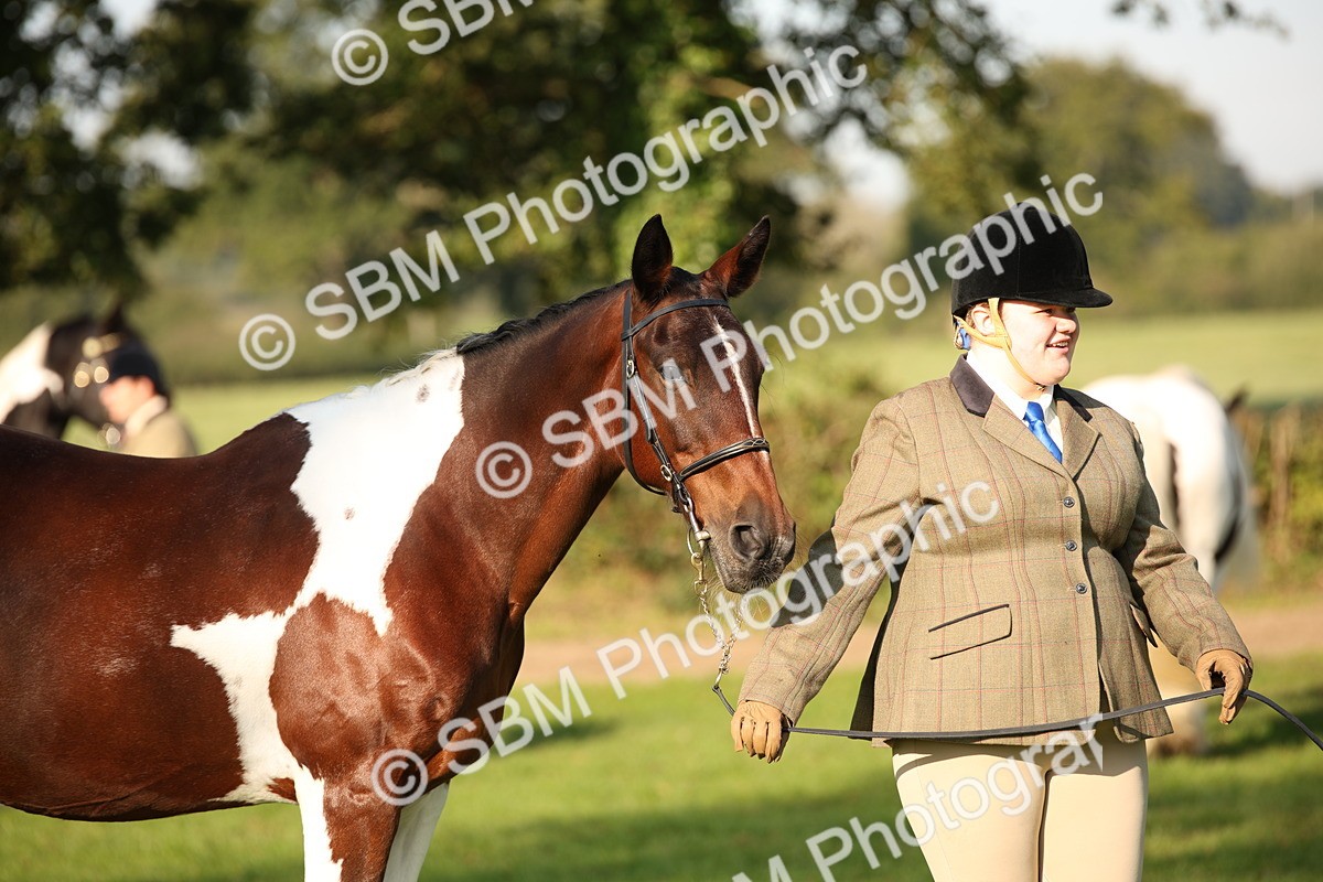 SBM_58757 - S51 - Piebald & Skewbald Horse In Hand