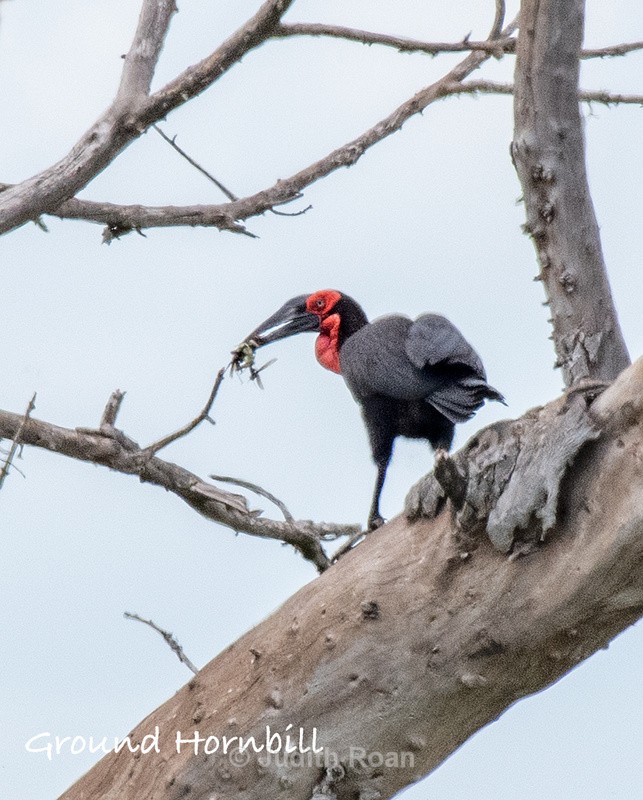  - South Africa Birds and Mammals