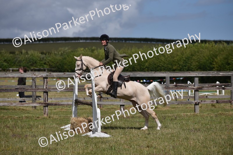 20250831-4078 - Class 13 - Working Hunter Horse or Pony