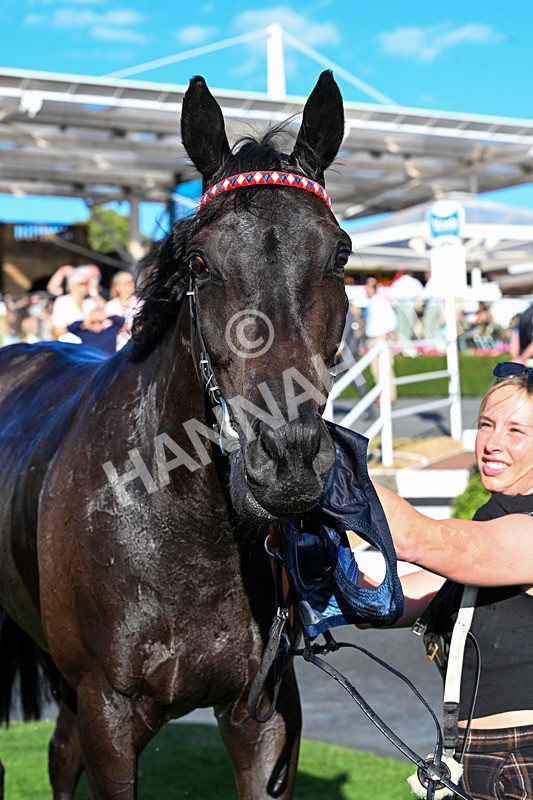 240726-Race 2-Vaguely Royal-0290 - Race 2 18.05pm Elevator Company Handicap