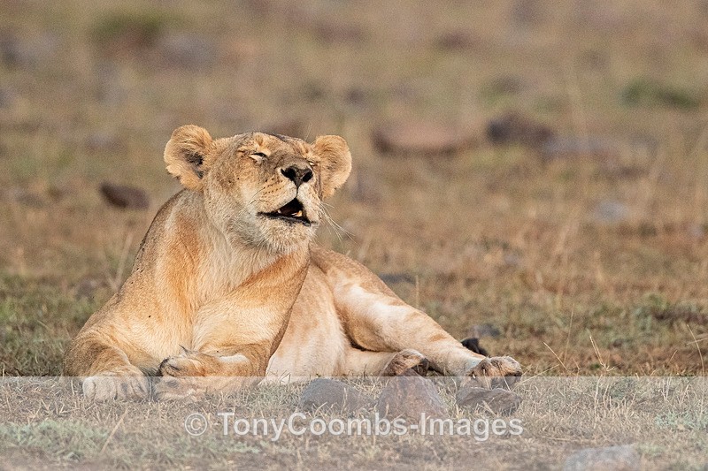 Lioness calling - Mara North ~ Cats