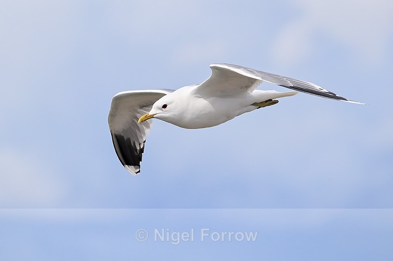 Common Gull (adult) flying close, Suomenlinna, Helsinki, Finland - Common Gull