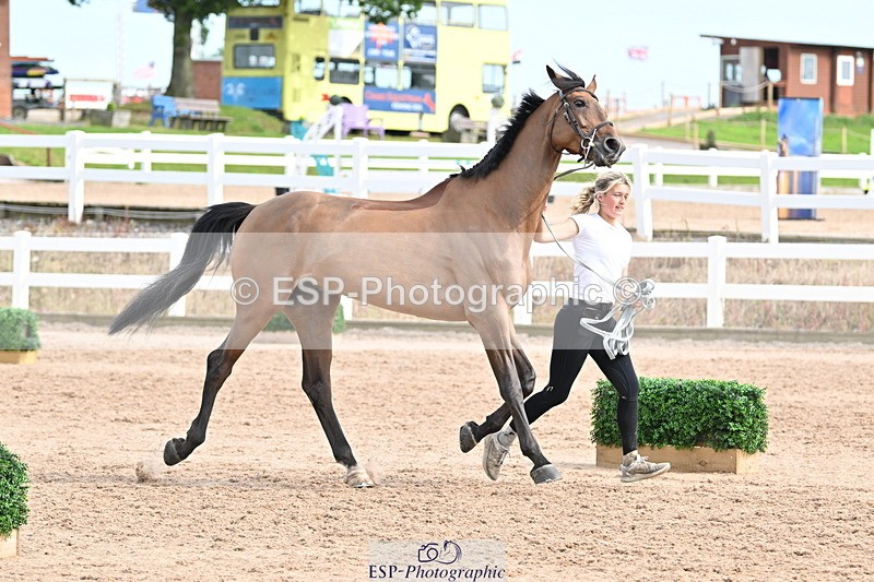 240717A-165650-03556 - Trot Up 4pm to 5pm