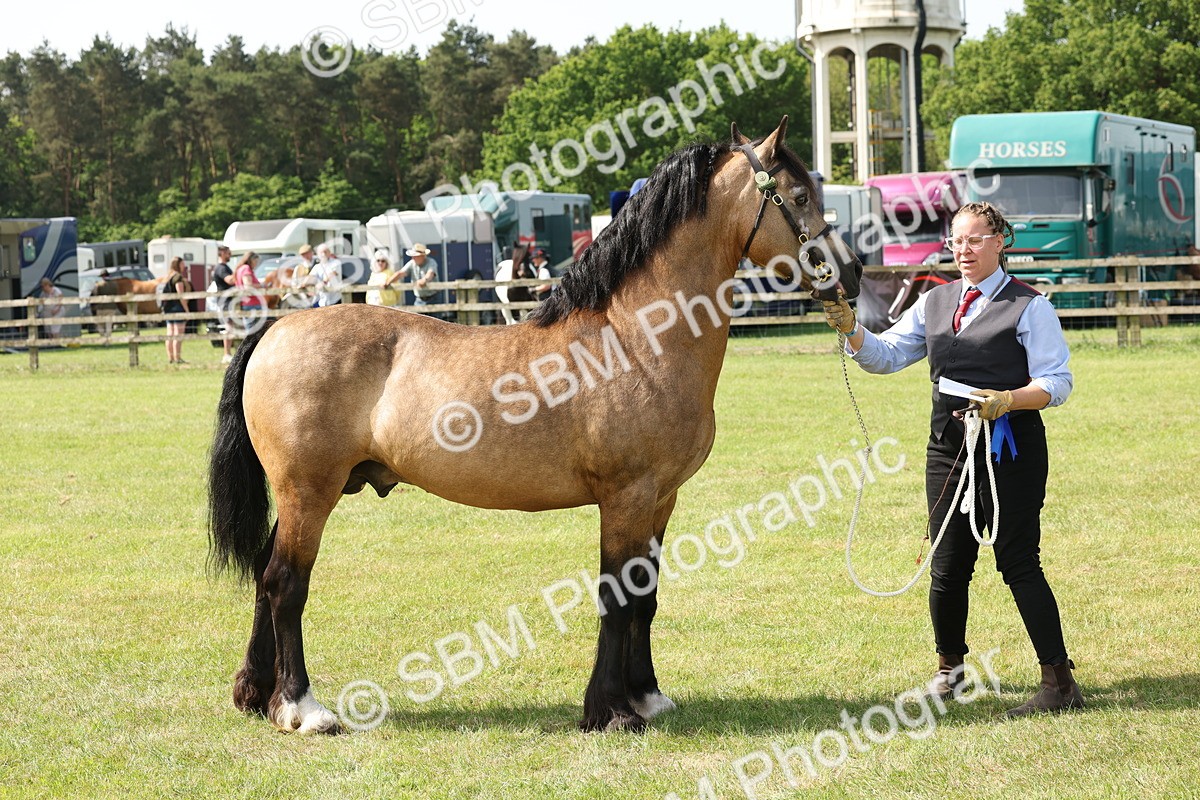 SBM_02311 - Class 6-13 - Mountatin and Moorland In Hand Welsh Breeds