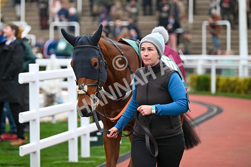 151124-Race 6-Paddock-Dream Escape-8475 - Race 6