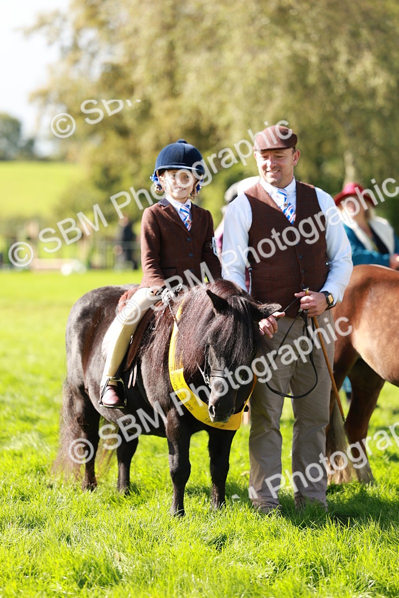 SBM_42161 - S32 - Mountain & Moorland Working Hunter Pony