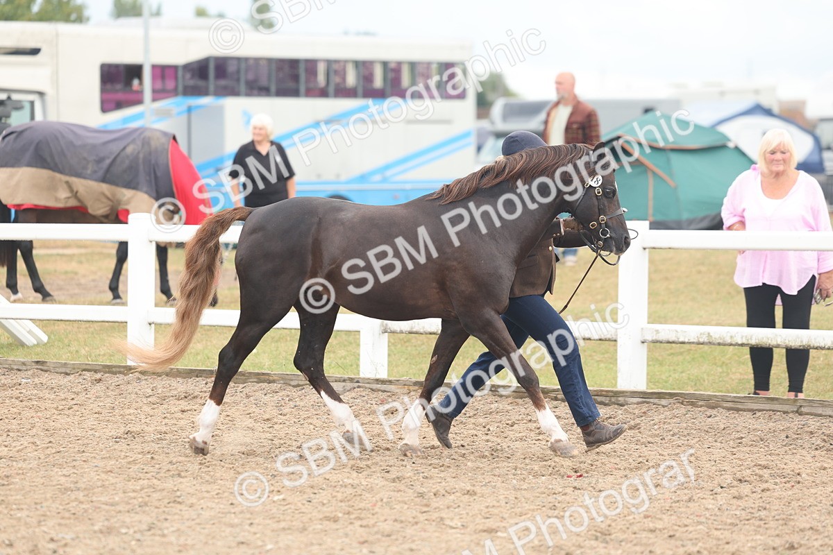 SBM_08409 - Class 29 - IH Veteran Pony