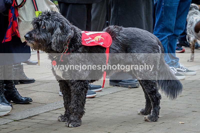 NGP_8191 - 2024 Animals in War Remembrance Gathering