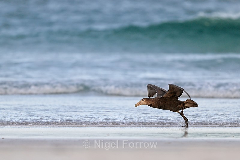 Southern Giant Petrel takeoff run, Volunteer Point, Falklands - Southern Giant Petrel