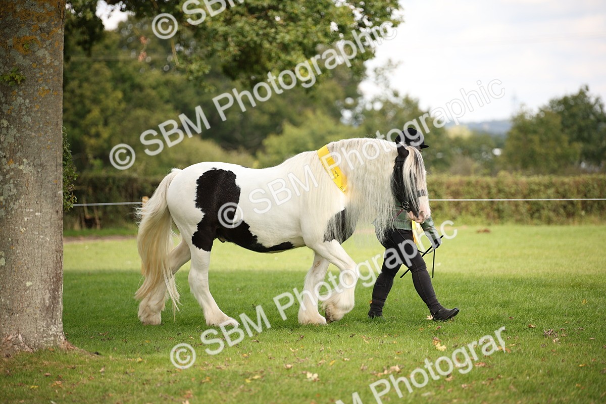 SBM_62905 - In Hand Horse Supreme Championship