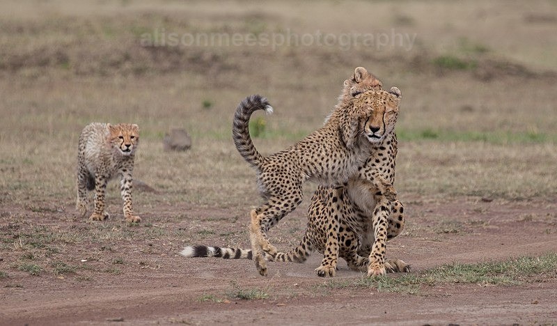  - Cheetah