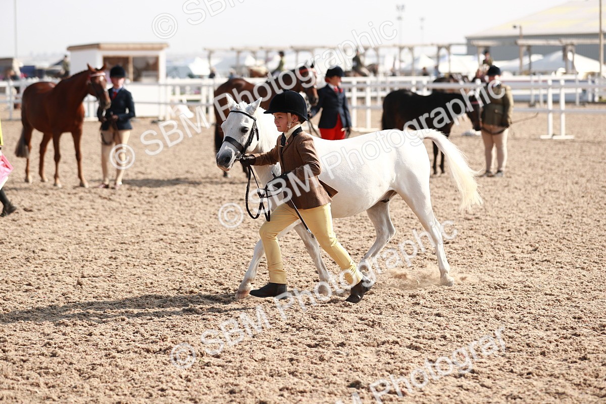 SBM_11073 - Class 205 IH Show Pony/ Show Hunter Pony