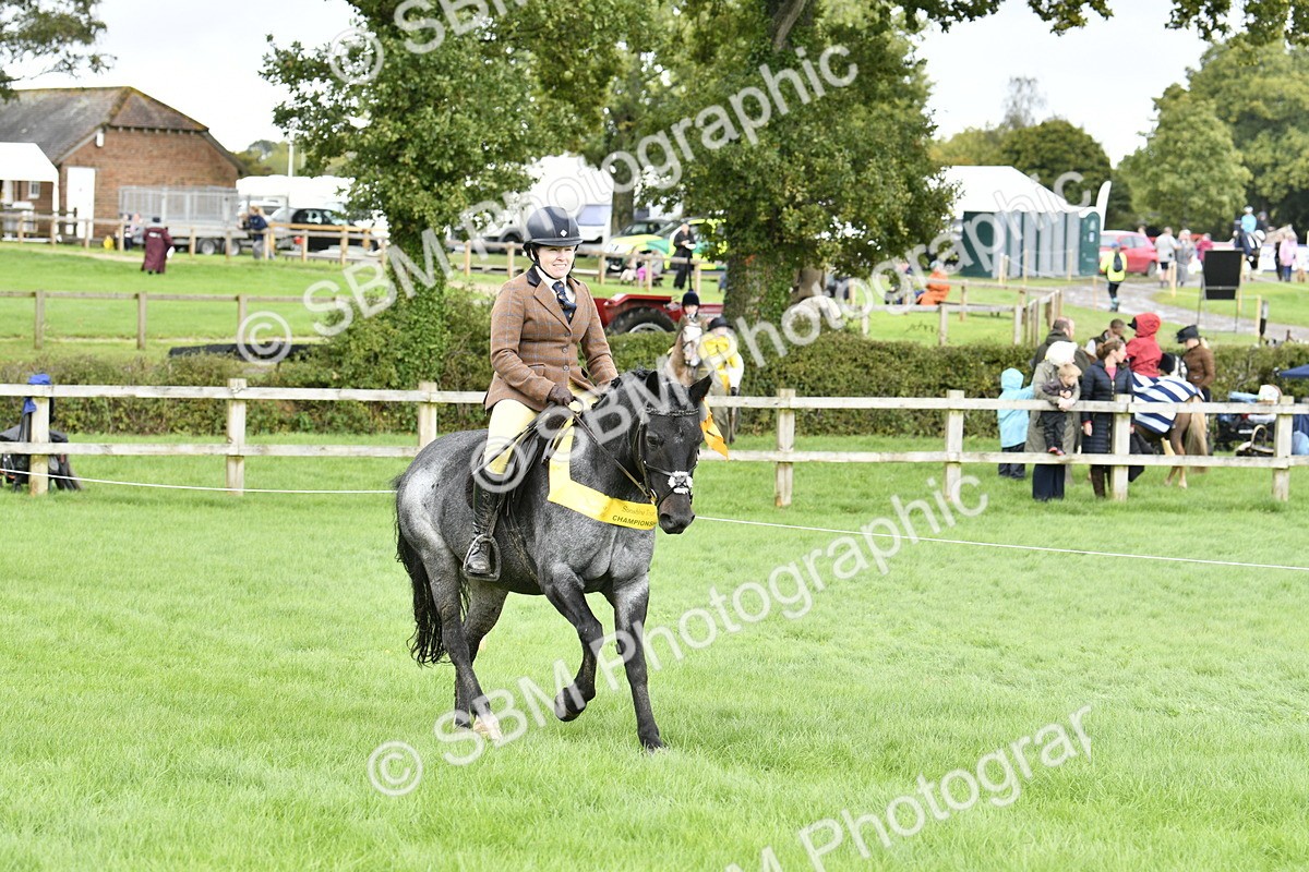 SBM_38310 - S31 - Novice & Newcomer Working Hunter Pony