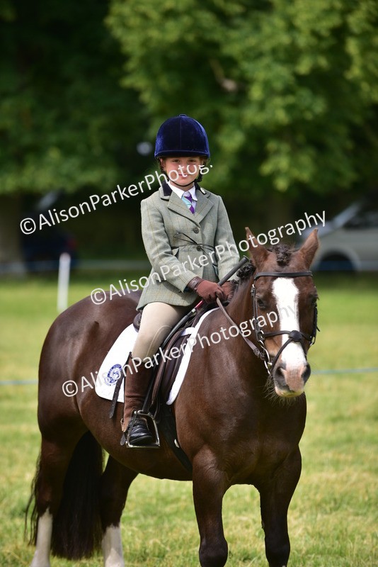 20260614-4000 - Class 16 - Handsome Gelding