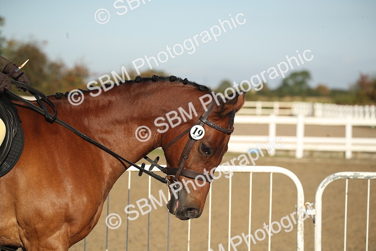 SBM_11483 - Class 502 - Riding Club Horse