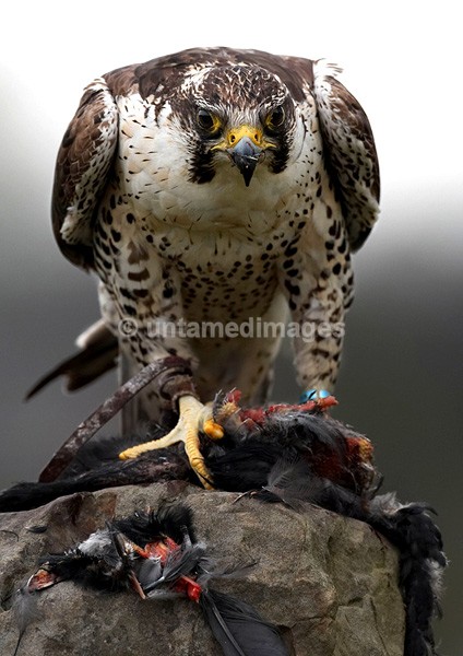 Peregrine 2 - United Kingdom