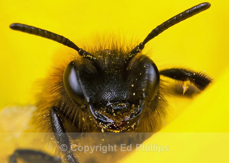 Andrena bicolor (f) - Andrena bicolor