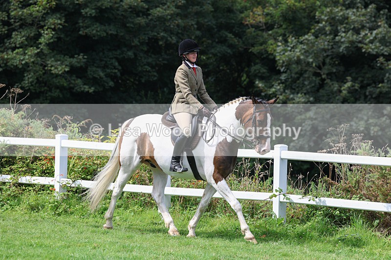 3E7A8628 - Class 5: Working Show Horse
